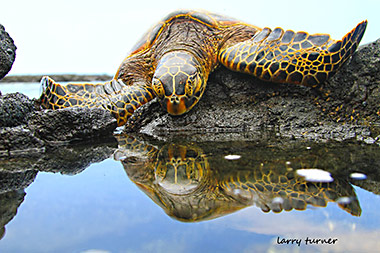 Kona sea turtle